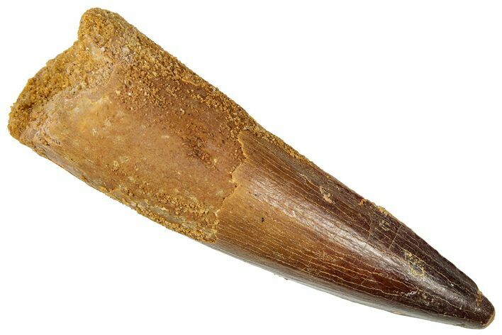 Fossil Spinosaurus Tooth - Real Dinosaur Tooth #357416